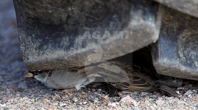 Paartje Huismus schuilend; Pair of House Sparrow taking refuse stock-image by Agami/Markus Varesvuo,