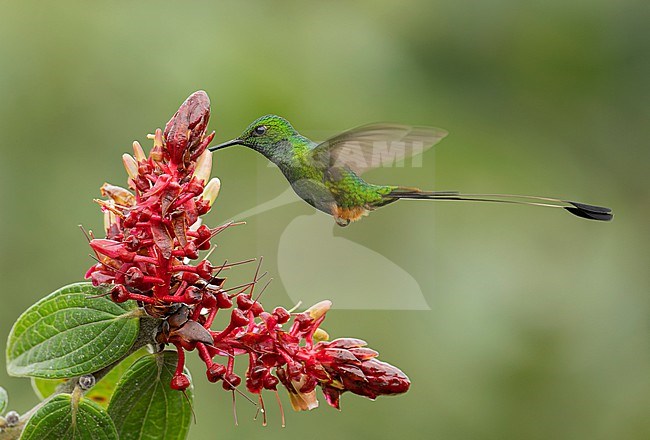 Side view of a male Peruvian Racket-tail (Ocreatus peruanus) hummingbird in flight while feeding on a flower in San Martin, Peru, South America. stock-image by Agami/Steve Sánchez,