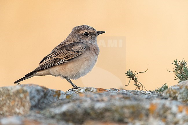 Immature Pied Wheatear (Oenanthe pleschanka) during autumn migration at Cape Kaliakra, Bulgaria stock-image by Agami/Marc Guyt,