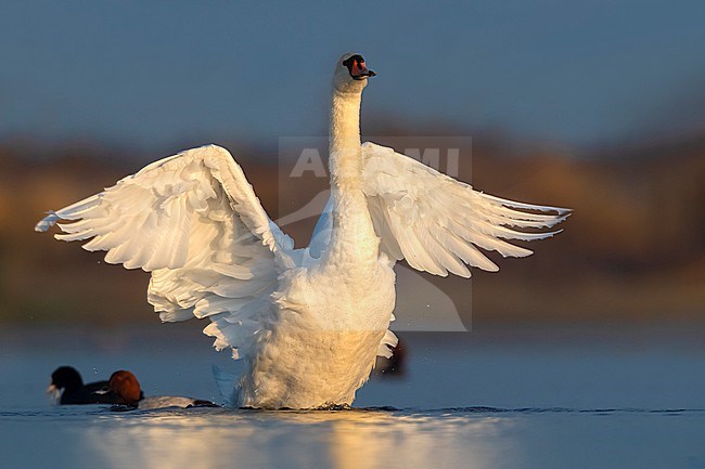 Mute Swan (Cygnus olor) in Italy. stock-image by Agami/Daniele Occhiato,