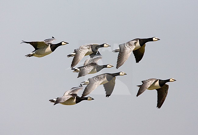 Barnacle Goose, Brandgans stock-image by Agami/Marc Guyt,