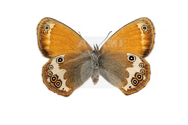 Tweekleurig hooibeestje; Pearly Heath; Coenonympha arcania stock-image by Agami/Wil Leurs,