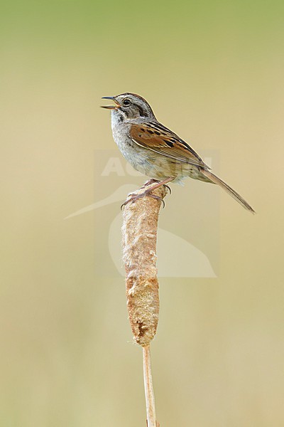 Adult breeding Swamp Sparrow, Melospiza georgiana
Kidder Co., ND stock-image by Agami/Brian E Small,