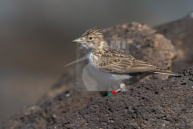 Razoleeuwerik, Raso Lark stock-image by Agami/Daniele Occhiato,