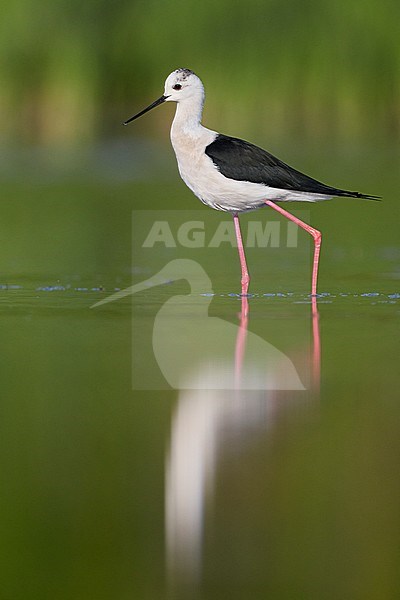 Black-winged Stilt (Himantopus himantopus), side view of an adult male standing in the water, Campania, Italy stock-image by Agami/Saverio Gatto,