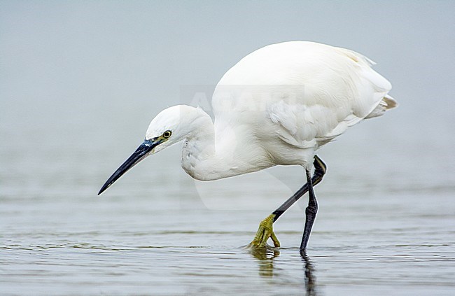 Kleine Zilverreiger foeragerend; Little Egret foraging stock-image by Agami/Hans Germeraad,