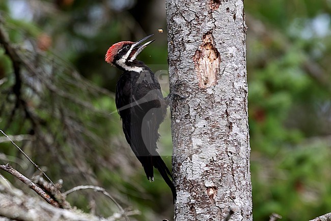 A young Pileated Woodpecker is hammering a tree trunk on Vancouver Island, British Colombia, Canada. stock-image by Agami/Jacob Garvelink,