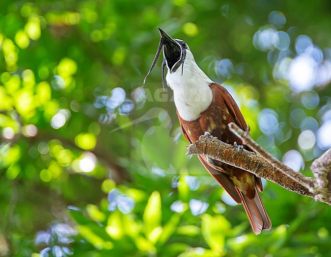 Displaying male Three-wattled Bellbird, Procnias tricarunculatus, in Costa Rica. stock-image by Agami/Dani Lopez-Velasco,