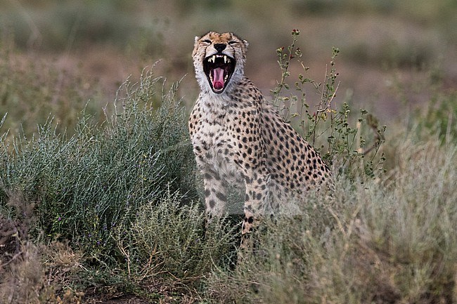 A cheetah, Acinonyx jubatus, yawning. Ndutu, Ngorongoro Conservation Area, Tanzania stock-image by Agami/Sergio Pitamitz,