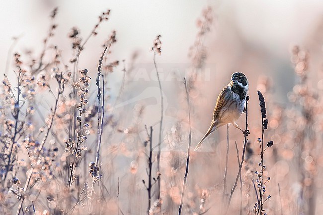 Common Reed Bunting (Emberiza schoeniclus) in Italy. stock-image by Agami/Daniele Occhiato,