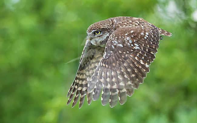 Little Owl (Athene noctua) in flight stock-image by Agami/Lennart Verheuvel,
