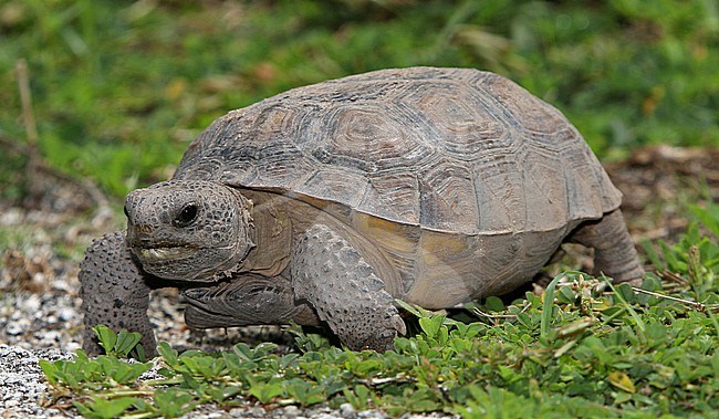 Florida Gopher Tortoise (Gopherus polyphemus) at Green Swamp, Florida, United States. stock-image by Agami/Tom Friedel,