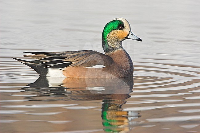 Amerikaanse Smient, American Wigeon stock-image by Agami/Glenn Bartley,