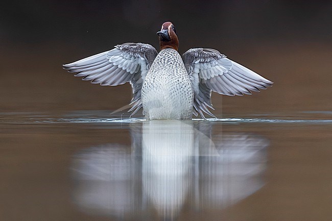 Eurasian Teal (Anas crecca) in Italy. stock-image by Agami/Daniele Occhiato,