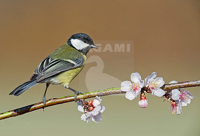 Great tit; koolmees; Parus major stock-image by Agami/Alain Ghignone,