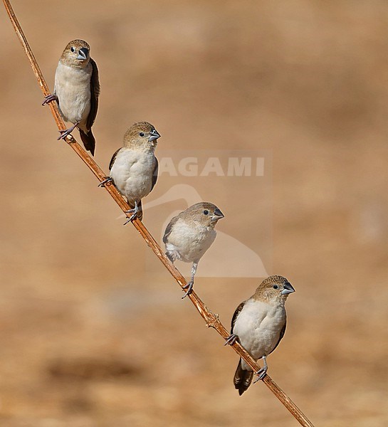 The African Silverbill (Euodice cantans) also occurs at the Arabian Peninsula. stock-image by Agami/Eduard Sangster,