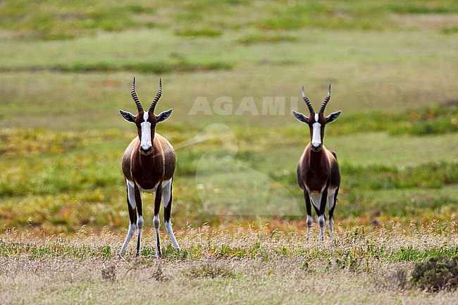 Two Bonteboks (Damaliscus pygargus) in game park in South Africa. Standing alert, looking straight in to the camera. stock-image by Agami/Marc Guyt,