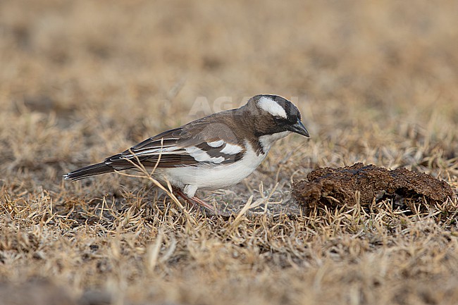adult white-browed sparrow-weaver (Plocepasser mahali) searching for food on the ground around dung, found in Bishangari in Ethiopia stock-image by Agami/Mathias Putze,