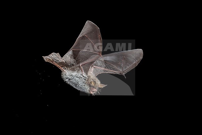 Escalera's bat (Myotis escalerai) flying in Santa Eularia, Ibiza, Spain. stock-image by Agami/Vincent Legrand,