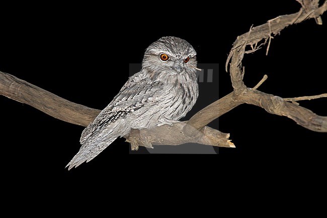 Tawny Frogmouth (Podargus strigoides) during a night in Australia. stock-image by Agami/Pete Morris,