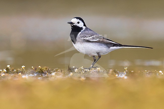 Adult White Wagtail (Motacilla alba) in Italy. Standing in shallow water. stock-image by Agami/Daniele Occhiato,