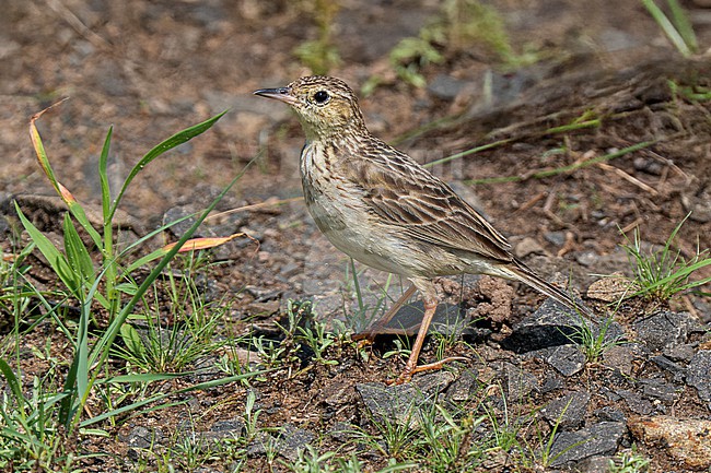 Yellowish Pipit (Anthus chii chii) standing in the ground on a track in the Ibera Wetlands in Argentina stock-image by Agami/Andy & Gill Swash ,