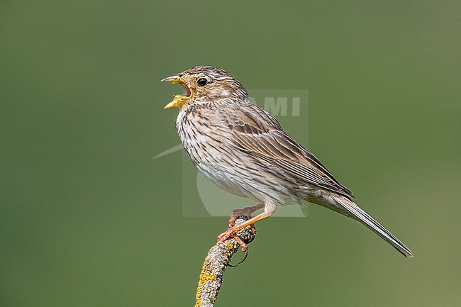 Adult male Corn Bunting perched on a bush in an agricultural field near Sanaüja, Catalunya, Spain. May 17, 2018. stock-image by Agami/Vincent Legrand,