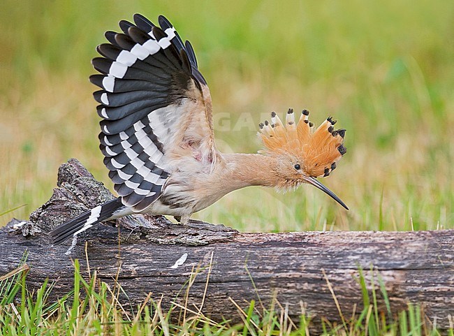 Excited adult Eurasian Hoopoe (Upupa epops) in Italy. Standing on a log on the ground with wings held high and erected crest. stock-image by Agami/Alain Ghignone,
