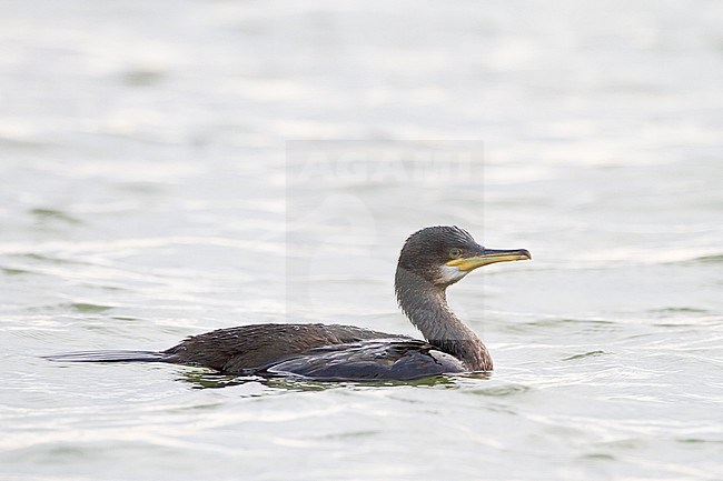 European Shag, Phalacrocorax aristoteli 2 calendar year swimming in harbor juvenile bird seen from side stock-image by Agami/Menno van Duijn,