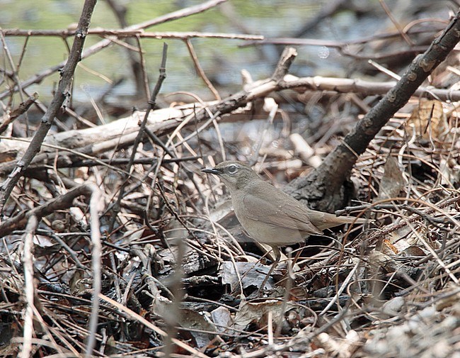 Adult female Siberian Rubythroat (Luscinia calliope) standing on the ground. stock-image by Agami/Ran Schols,