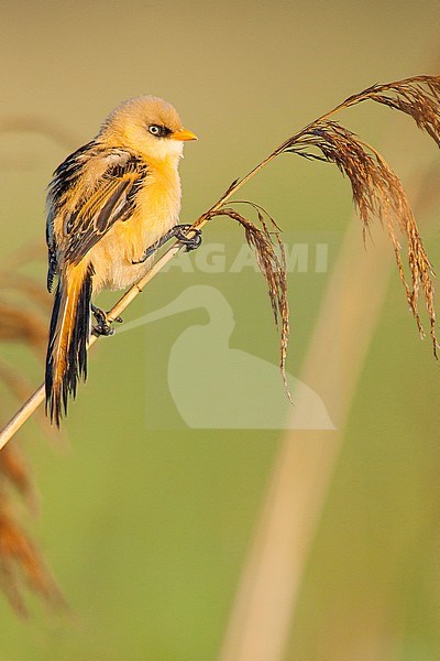 Juvenile male Bearded Reedling (Panurus biarmicus) perched in a reed bed on nature reserve Lentevreugd near Katwijk in the Netherlands. stock-image by Agami/Menno van Duijn,