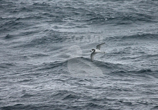 Blue Petrel  flying above the ocean; Blauwe Stormvogel vliegend boven de oceaan stock-image by Agami/Marc Guyt,