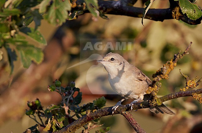  Barred Warbler perched on a branch in August in Finland stock-image by Agami/Markus Varesvuo,