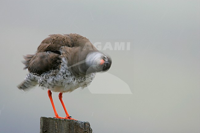 Tureluur poetsend op paal; Common Redshank preening on pole stock-image by Agami/Menno van Duijn,