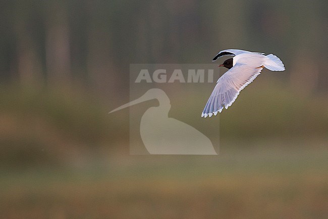 Little Gull - Zwergmöwe - Hydrocoloeus minutus, Russia (Tscheljabinsk), adult stock-image by Agami/Ralph Martin,