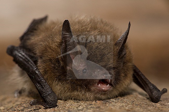 Whiskered bat, Myotis mystacinus stock-image by Agami/Theo Douma,