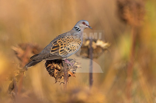 Adult Eurasian Turtle Dove, Streptopelia turtur, in Italy. stock-image by Agami/Daniele Occhiato,