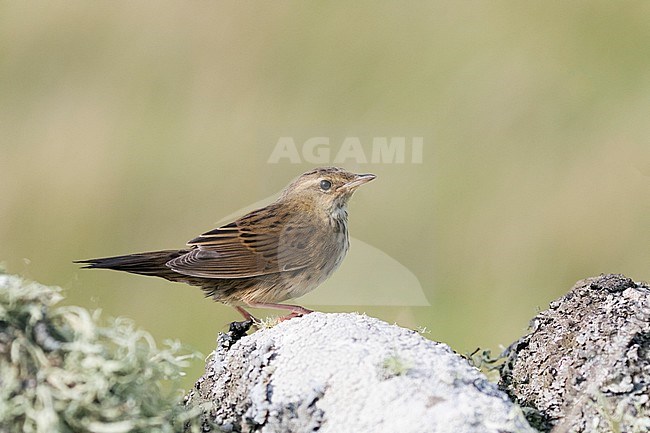 First-winter Lanceolated Warbler (Locustella lanceolata) perced on a stone wall during autumn migration of the Shetland Islands, Scotland. stock-image by Agami/Hugh Harrop,
