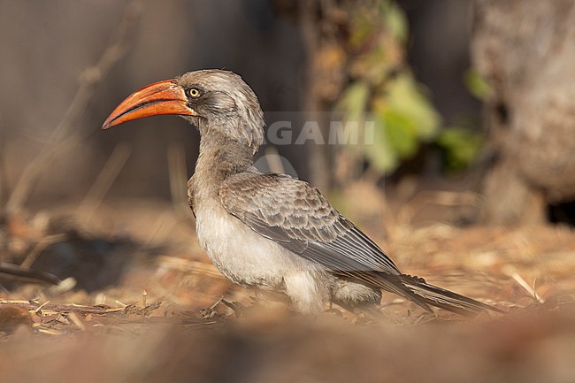 Bradfield's Hornbill (Lophoceros bradfieldi) taken the 05/08/2023 at Chobe National Park - Botswana. stock-image by Agami/Nicolas Bastide,