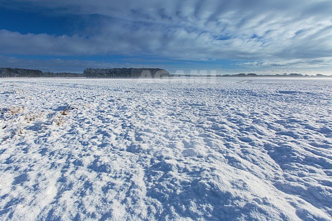 Besneeuwd landschap, Landscape with snow stock-image by Agami/Wil Leurs,