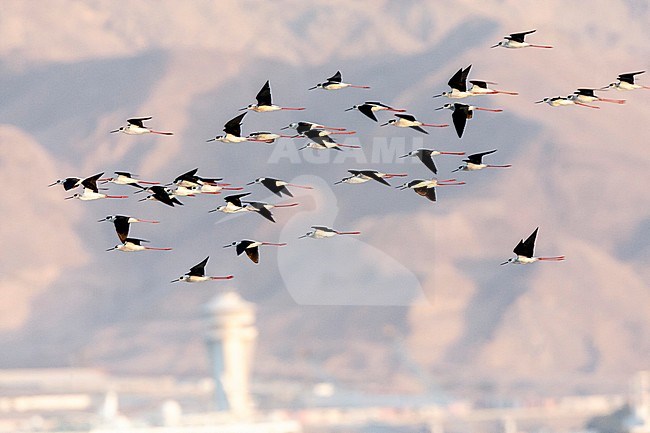 Flock of Black-winged Stilts (Himantopus himantopus) during spring migration at North Beach, Eilat, Israel. stock-image by Agami/Marc Guyt,