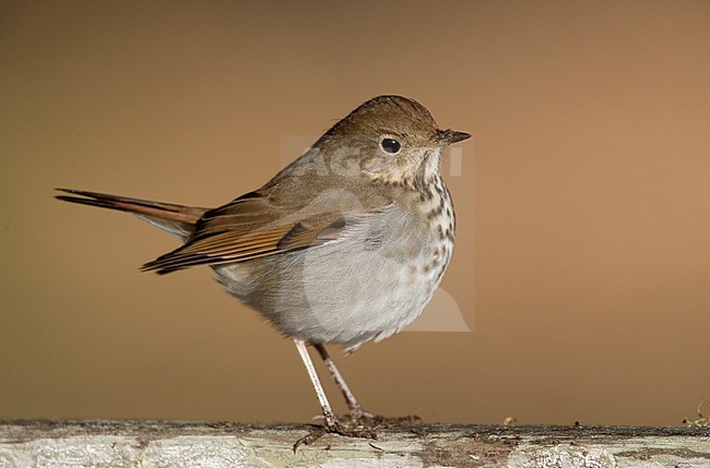 Heremietlijster, Hermit Thrush stock-image by Agami/Mike Danzenbaker,