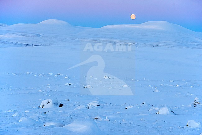 Ptarmigan male (Lagopus mutus) Utsjoki Finland January 2019 stock-image by Agami/Markus Varesvuo,