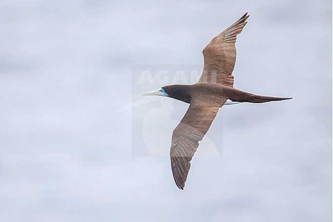 Upper view of an adult Indo-Pacific Brown Booby (Sula leucogaster plotus) flying in the waters off Mariana's Archipelago. Male showing the blue face. stock-image by Agami/Rafael Armada,