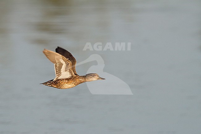 Eurasian Teal - Krickente - Anas crecca, Germany, female in flight stock-image by Agami/Ralph Martin,