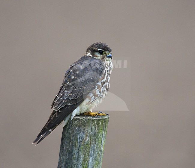 Smelleken; Falco columbarius; Merlin; Faucon emerillion; zangvogels; roofvogels; predator; wintergast; natuur; dier; fauna; avifauna; vogel; songbirds; birds of prey; wintervisitor; nature; animal; bird; avian stock-image by Agami/Harvey van Diek,