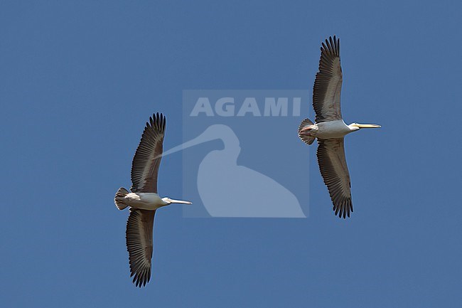 Adult and immature Pink-backed Pelican (Pelecanus rufescens) in flight from below against the blue sky stock-image by Agami/Mathias Putze,
