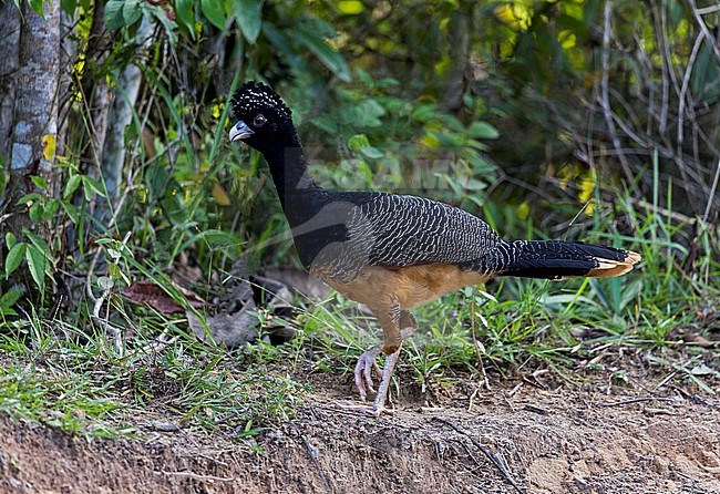 Blue-billed Curassow, Crax alberti, female walking on the ground in Colombian lowland rain forest - Critically Endangered species due to deforestation and hunting pressure, endemic to Colombia stock-image by Agami/Andy & Gill Swash ,