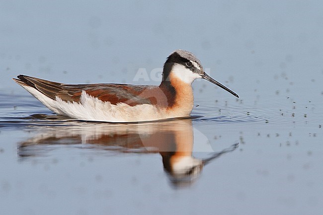Wilson's Phalarope (Phalaropus tricolor) feeding in a small pond in Alberta, Canada. stock-image by Agami/Glenn Bartley,