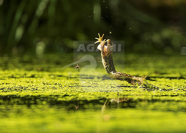 Green frog unknown, (Pelophylax spec.) leaping out of the water with hands up, hunting for a fly stock-image by Agami/Lennart Verheuvel,